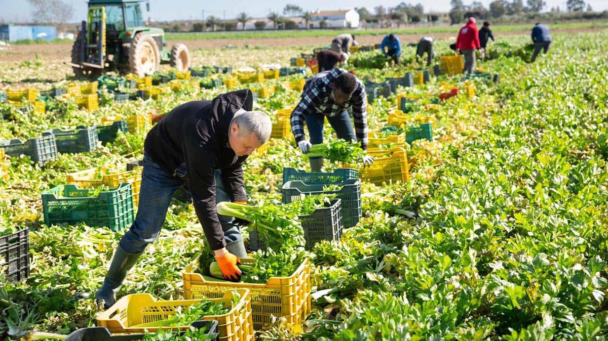 Foreign farm workers harvesting vegetables on a Canadian farm in 2026